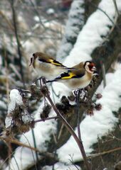 Carduelis carduelis