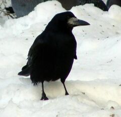 Corvus frugilegus