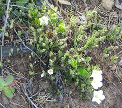 Arenaria montana