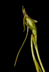 Habenaria filicornis image