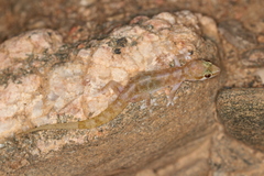 Hemidactylus minutus