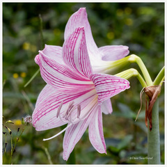Hippeastrum