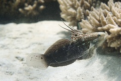 Amblygobius semicinctus