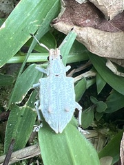 Platyomus piscatorius