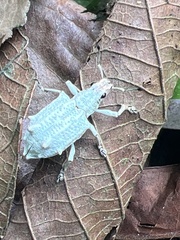 Platyomus piscatorius