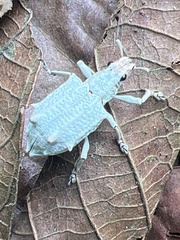 Platyomus piscatorius