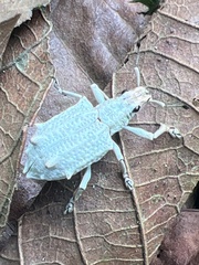 Platyomus piscatorius