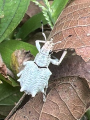 Platyomus piscatorius