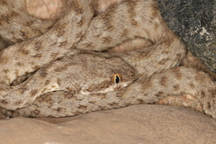 Echis khosatzkii