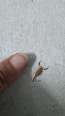 Uroplectes planimanus