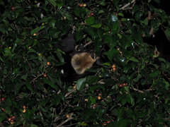 Pteropus conspicillatus