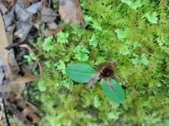 Chiloglottis grammata
