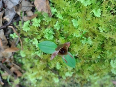 Chiloglottis grammata