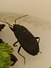 Lethaeus cribratissimus