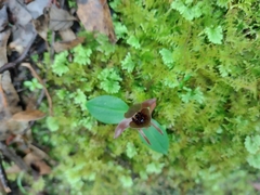 Chiloglottis grammata