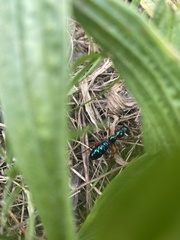 Diamma bicolor