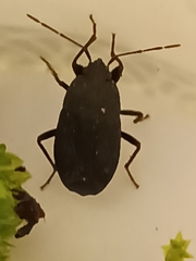 Lethaeus cribratissimus