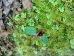 Chiloglottis grammata