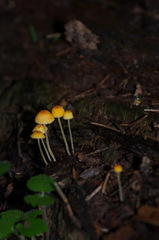 Mycena acicula