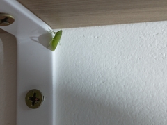 Reticana