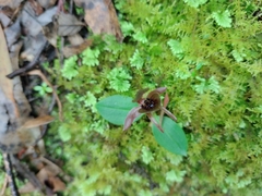 Chiloglottis grammata