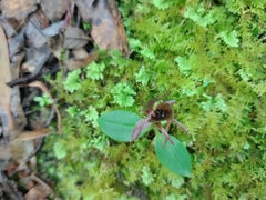 Chiloglottis grammata
