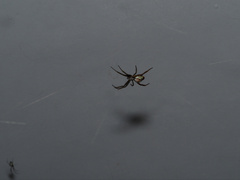 Cyrtophora cylindroides