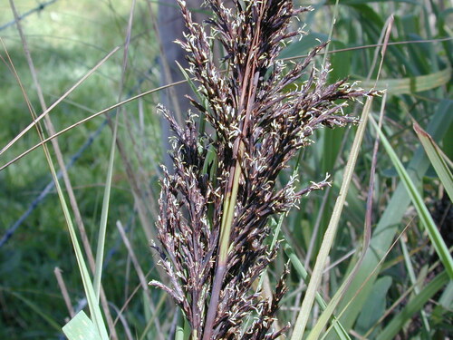 Thatch saw-sedge is a tufted perennial s