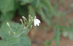 Rhinacanthus xerophilus