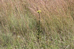 Helichrysum foetidum
