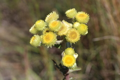 Helichrysum foetidum