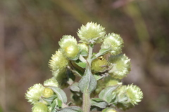 Helichrysum foetidum