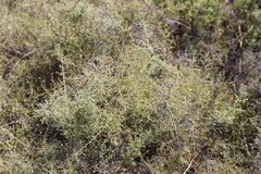 Aspalathus divaricata divaricata