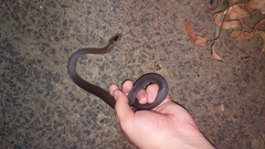 Cacophis squamulosus