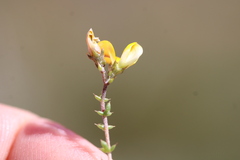 Aspalathus divaricata divaricata