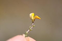 Aspalathus divaricata divaricata