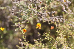 Aspalathus divaricata divaricata