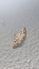 Pardomima distortana