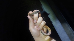 Cacophis squamulosus