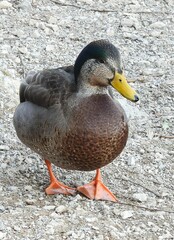 Anas rubripes × platyrhynchos