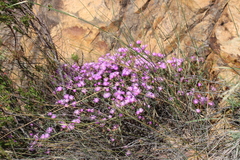 Lampranthus falcatus
