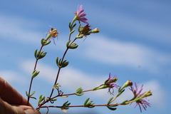 Lampranthus falcatus