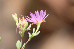 Lampranthus falcatus