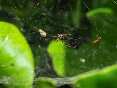 Argyrodes