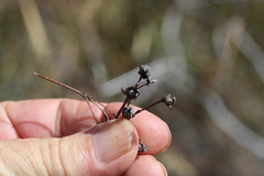 Lampranthus falcatus