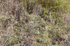 Pelargonium tabulare