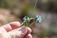 Pelargonium tabulare