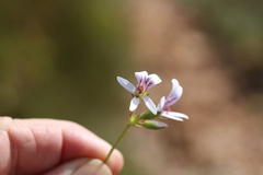 Pelargonium tabulare