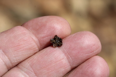 Lampranthus falcatus