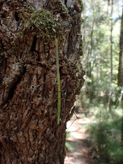 Candovia annulata